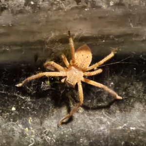 Neosparassus sp. (genus) at QPRC LGA - suppressed