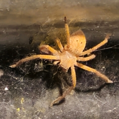 Neosparassus sp. (genus) at QPRC LGA - suppressed