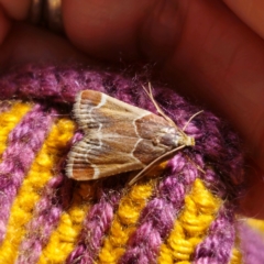 Pyralis farinalis (Meal Moth) at Captains Flat, NSW - 1 Feb 2024 by Csteele4