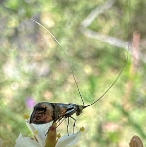 Nemophora sparsella at Tidbinbilla Nature Reserve - 1 Feb 2024 12:19 PM