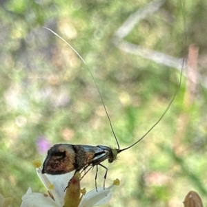 Nemophora sparsella at Tidbinbilla Nature Reserve - 1 Feb 2024