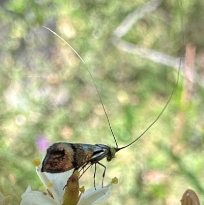 Nemophora sparsella (An Adelid Moth) at Tidbinbilla Nature Reserve - 1 Feb 2024 by Pirom