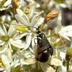 Nemophora sparsella at Tidbinbilla Nature Reserve - 1 Feb 2024 12:19 PM