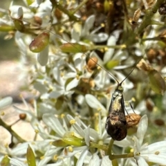 Nemophora sparsella at Tidbinbilla Nature Reserve - 1 Feb 2024 12:19 PM