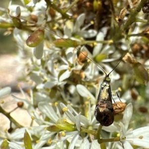 Nemophora sparsella at Tidbinbilla Nature Reserve - 1 Feb 2024 12:19 PM