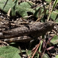 Peakesia hospita (Common Peakesia Grasshopper) at Belconnen, ACT - 1 Feb 2024 by SteveBorkowskis