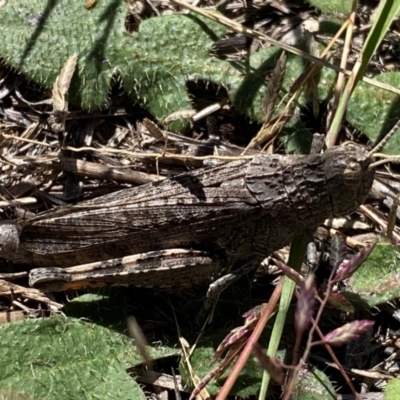 Peakesia hospita (Common Peakesia Grasshopper) at Kama - 1 Feb 2024 by SteveBorkowskis
