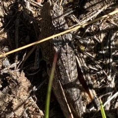 Peakesia hospita at Molonglo River Reserve - 1 Feb 2024