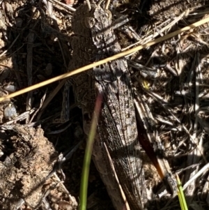 Peakesia hospita at Molonglo River Reserve - 1 Feb 2024 11:15 AM