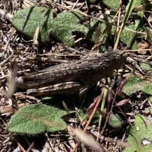 Peakesia hospita at Molonglo River Reserve - 1 Feb 2024