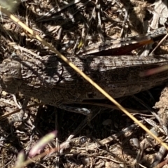 Peakesia hospita at Molonglo River Reserve - 1 Feb 2024