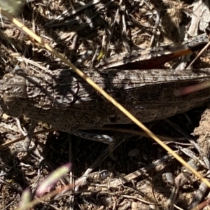 Peakesia hospita at Molonglo River Reserve - 1 Feb 2024