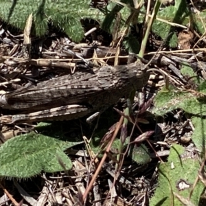 Peakesia hospita at Molonglo River Reserve - 1 Feb 2024