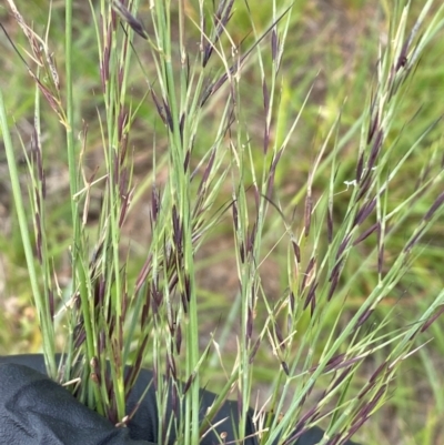 Aristida ramosa (Purple Wire Grass) at Whitlam, ACT - 31 Jan 2024 by SteveBorkowskis