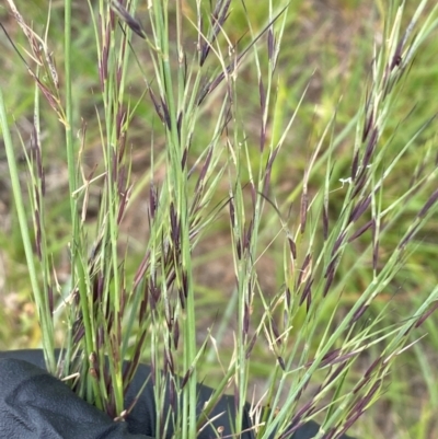 Aristida ramosa (Purple Wire Grass) at Molonglo River Reserve - 1 Feb 2024 by SteveBorkowskis