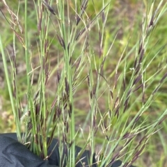 Aristida ramosa (Purple Wire Grass) at Molonglo River Reserve - 31 Jan 2024 by SteveBorkowskis