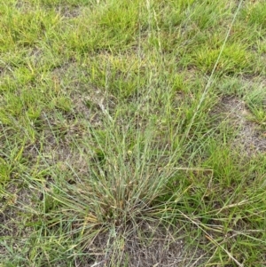 Aristida ramosa at Molonglo River Reserve - 1 Feb 2024