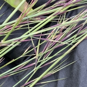 Aristida ramosa at Molonglo River Reserve - 1 Feb 2024