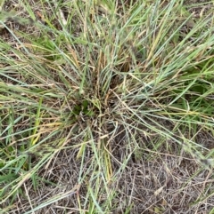 Aristida ramosa at Molonglo River Reserve - 1 Feb 2024