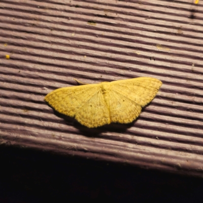 Scopula optivata (Varied Wave) at Captains Flat, NSW - 1 Feb 2024 by Csteele4