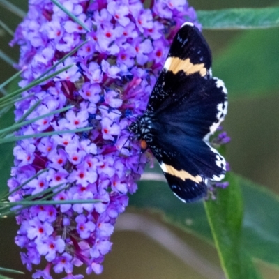 Eutrichopidia latinus (Yellow-banded Day-moth) at Penrose, NSW - 1 Feb 2024 by Aussiegall