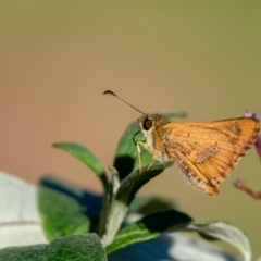 Dispar compacta (Barred Skipper) at Wingecarribee Local Government Area - 1 Feb 2024 by Aussiegall