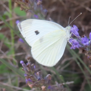 Pieris rapae at QPRC LGA - 1 Feb 2024 04:45 PM