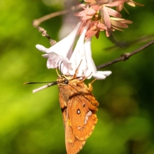 Trapezites symmomus at Wingecarribee Local Government Area - suppressed