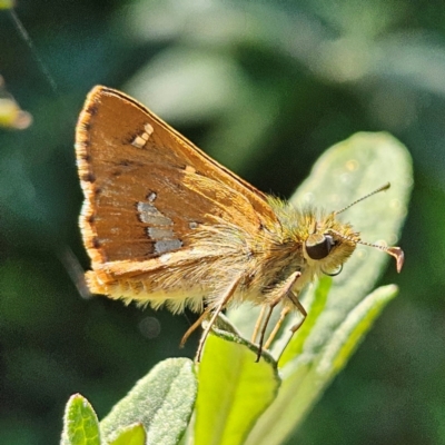 Dispar compacta (Barred Skipper) at QPRC LGA - 1 Feb 2024 by MatthewFrawley