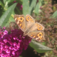 Junonia villida (Meadow Argus) at QPRC LGA - 1 Feb 2024 by MatthewFrawley