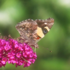 Vanessa itea (Yellow Admiral) at QPRC LGA - 1 Feb 2024 by MatthewFrawley