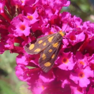 Asura cervicalis (Spotted Lichen Moth) at QPRC LGA - 1 Feb 2024 by MatthewFrawley