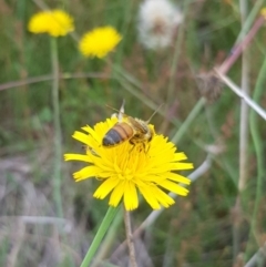 Apis mellifera (European honey bee) at Mulanggari NR (MUL_11) - 31 Jan 2024 by HappyWanderer