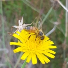 Apis mellifera at Mulanggari NR (MUL_11) - 31 Jan 2024 09:25 AM