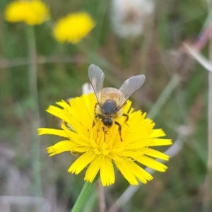 Apis mellifera at Undefined Area - 31 Jan 2024 09:25 AM