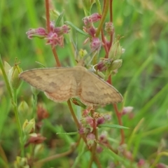 Scopula rubraria (Reddish Wave, Plantain Moth) at Mulanggari NR (MUL_11) - 30 Jan 2024 by HappyWanderer