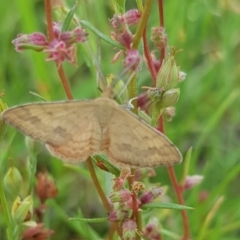 Scopula rubraria at Mulanggari NR (MUL_11) - 31 Jan 2024