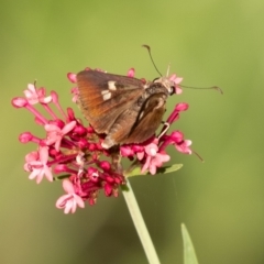 Unidentified Skipper (Hesperiidae) at Penrose, NSW - 1 Feb 2024 by Aussiegall