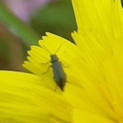 Dasytinae (subfamily) (Soft-winged flower beetle) at Gungahlin, ACT - 30 Jan 2024 by HappyWanderer