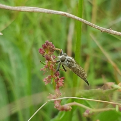 Asilidae (family) (Unidentified Robber fly) at Gungahlin, ACT - 30 Jan 2024 by HappyWanderer