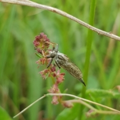 Asilinae sp. (subfamily) at Mulanggari NR (MUL_11) - 31 Jan 2024