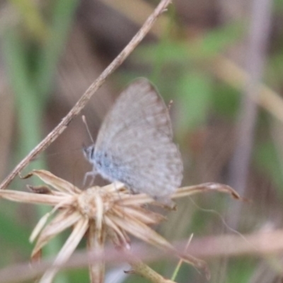 Zizina otis (Common Grass-Blue) at Gungahlin, ACT - 30 Jan 2024 by HappyWanderer