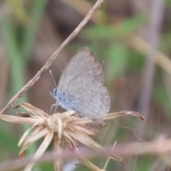 Zizina otis (Common Grass-Blue) at Mulanggari NR (MUL_11) - 30 Jan 2024 by HappyWanderer
