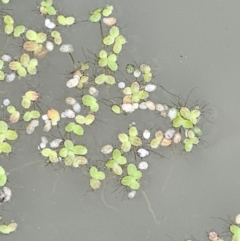 Landoltia punctata (Spotted Pondweed) at Molonglo River Reserve - 30 Jan 2024 by Jiggy