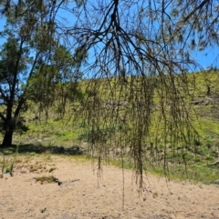 Amyema cambagei (Sheoak Mistletoe) at Molonglo River Reserve - 1 Feb 2024 by Jiggy