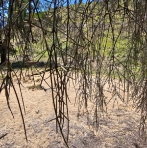 Amyema cambagei at Molonglo River Reserve - 1 Feb 2024