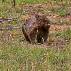 Vombatus ursinus (Bare-nosed Wombat) at Whitlam, ACT - 1 Feb 2024 by Jiggy