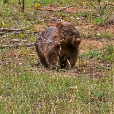 Vombatus ursinus (Bare-nosed Wombat) at Whitlam, ACT - 1 Feb 2024 by Jiggy