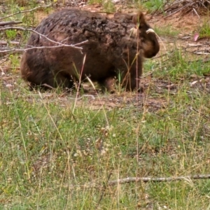 Vombatus ursinus at Molonglo River Reserve - 1 Feb 2024