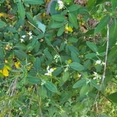 Solanum chenopodioides (Whitetip Nightshade) at Whitlam, ACT - 1 Feb 2024 by Jiggy